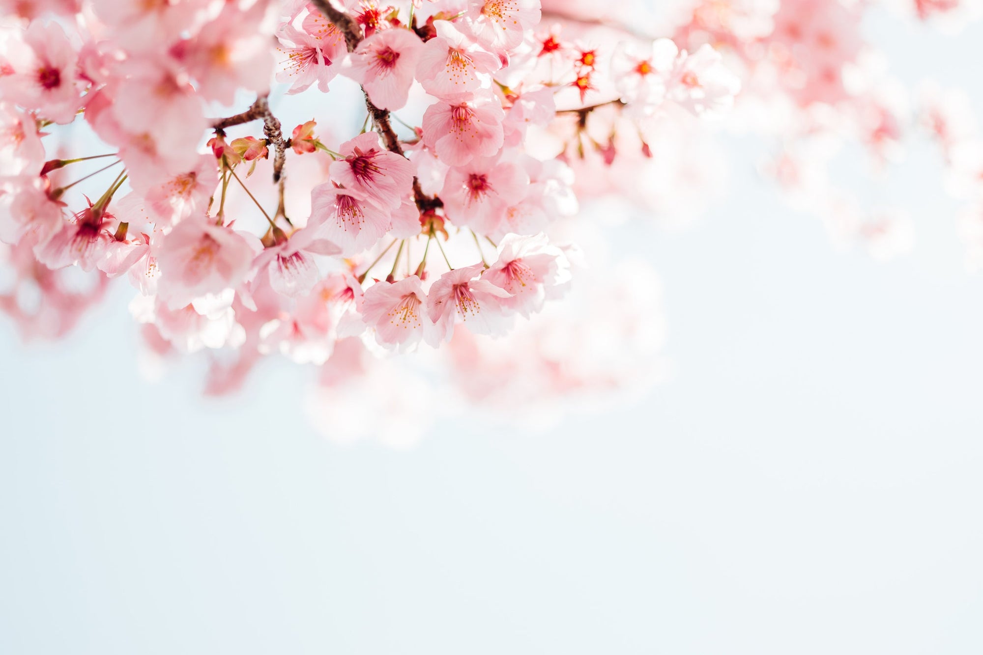 zoom sur la photo d'une branche en fleurs de sakura roses avec un fond cile